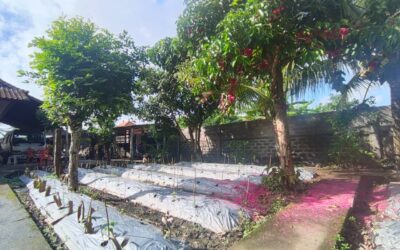 The Security/Safety Wall in Bali Has Been Built!